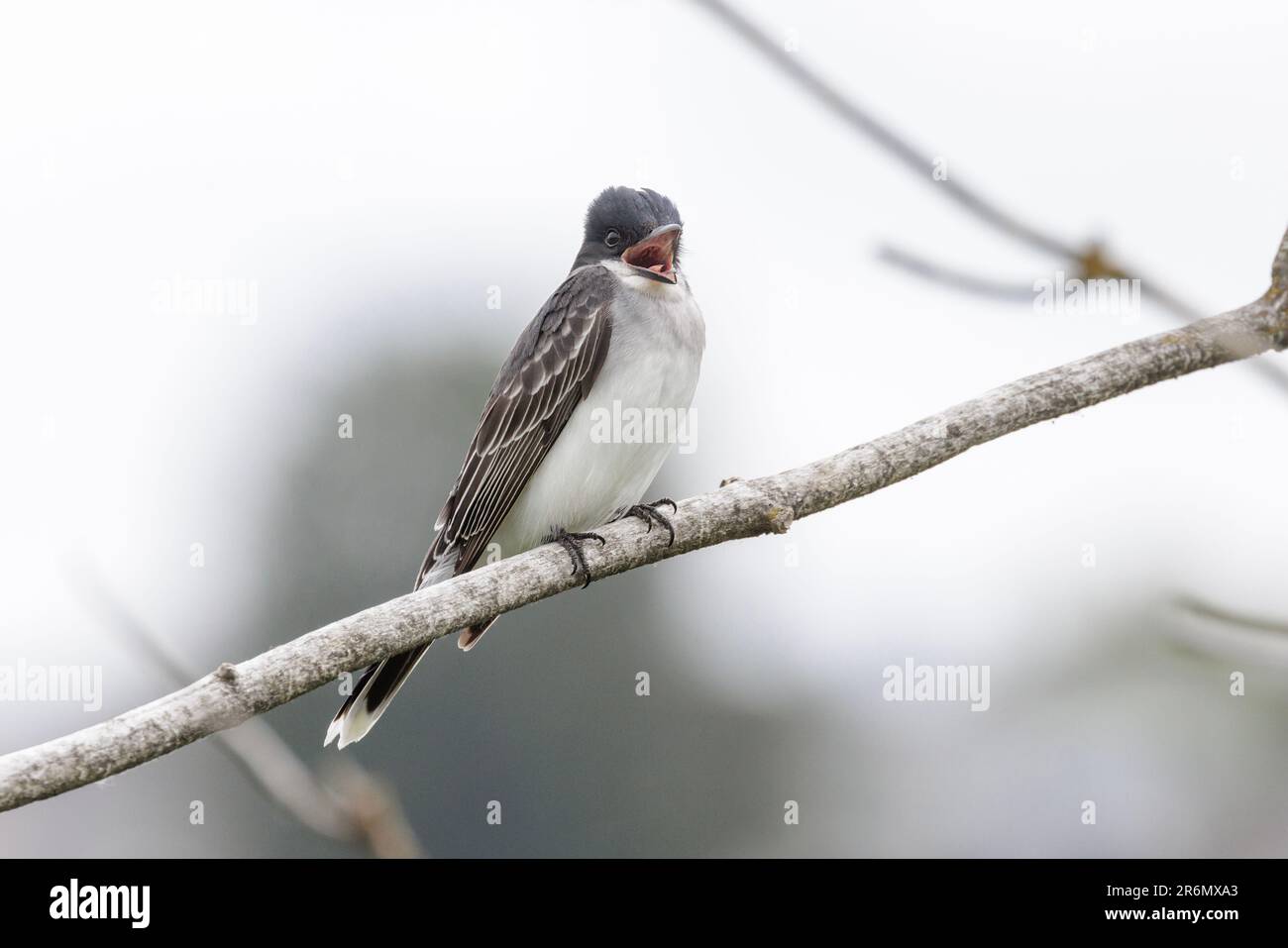 Eastern Kingbird a Vancouver BC Canada Foto Stock
