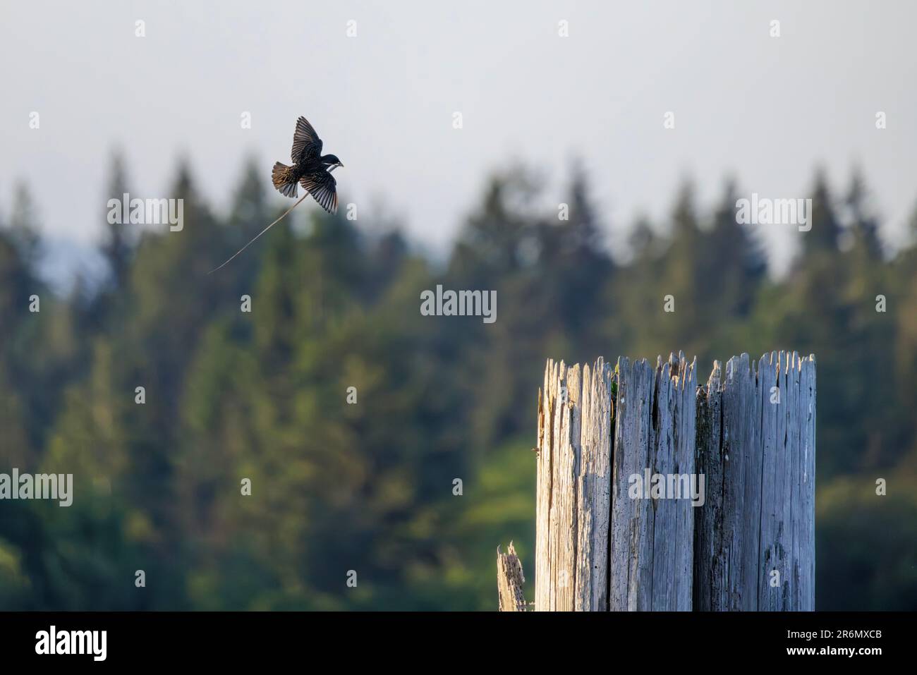 L'uccello stellare europeo porta il materiale di nidificazione a Vancouver BC Canada Foto Stock