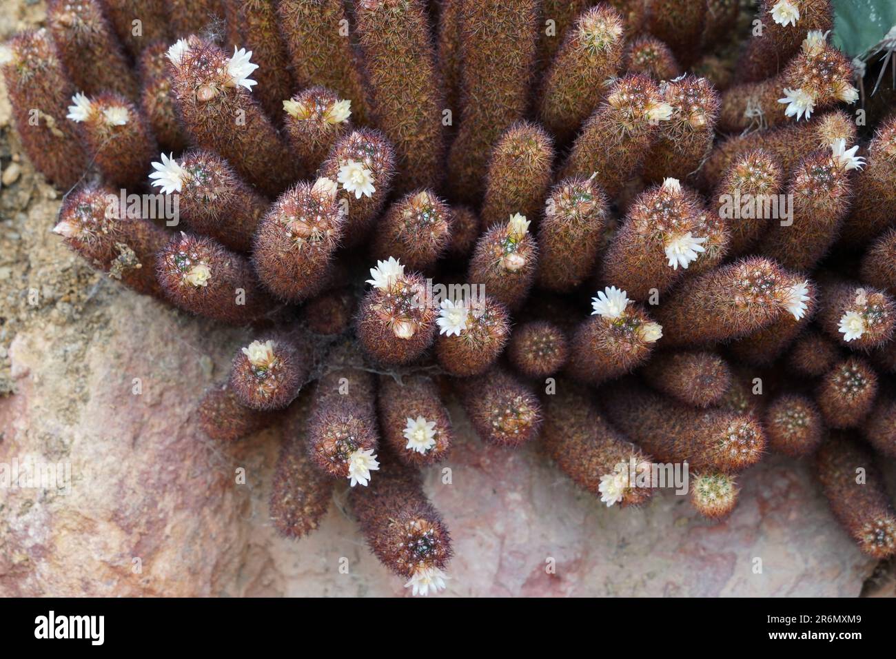 Cactus fiorente chiamato in latino Mammillaria elongata v. susbcrocea che cresce in ammassi densamente impaccati. Foto Stock