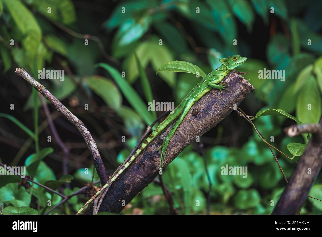 Giovane lucertola basisk verde pumato femmina sul ramo del Parco Nazionale di Tortuguero Foto Stock