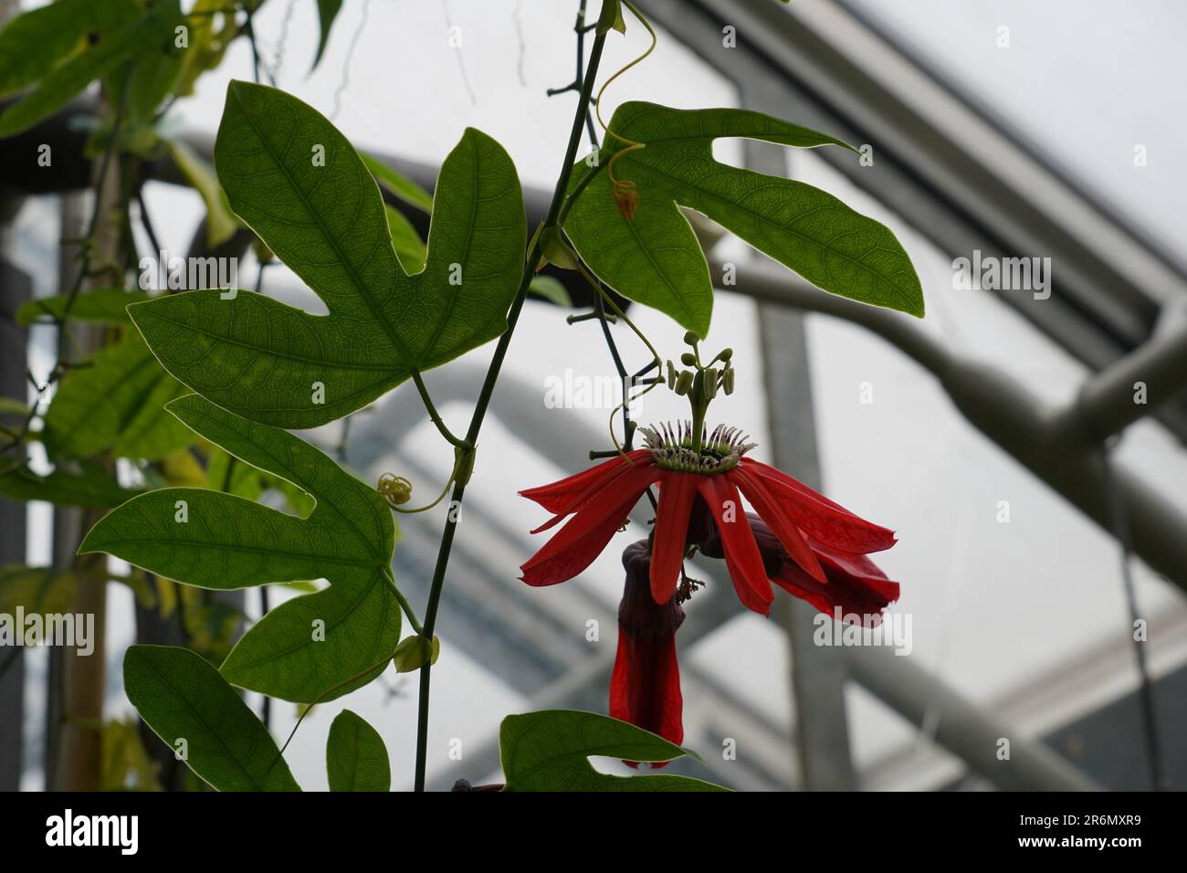 La Passiflora racemosa è un fiore rosso della passione catturato in un giardino botanico. Foto Stock