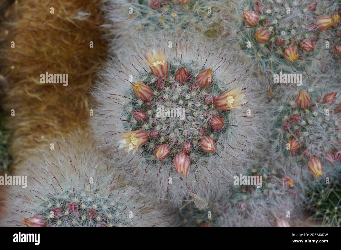 Gruppo di cactus in latino chiamato Mammillaria bocasana Poselger con fiori e boccioli di fiori che crescono in cerchio in cima a ogni globo. Foto Stock