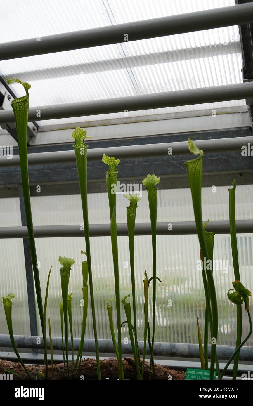 Pianta carnivora in latino chiamata Sarracenia areolata coltivata in una serra di un giardino botanico. Foto Stock