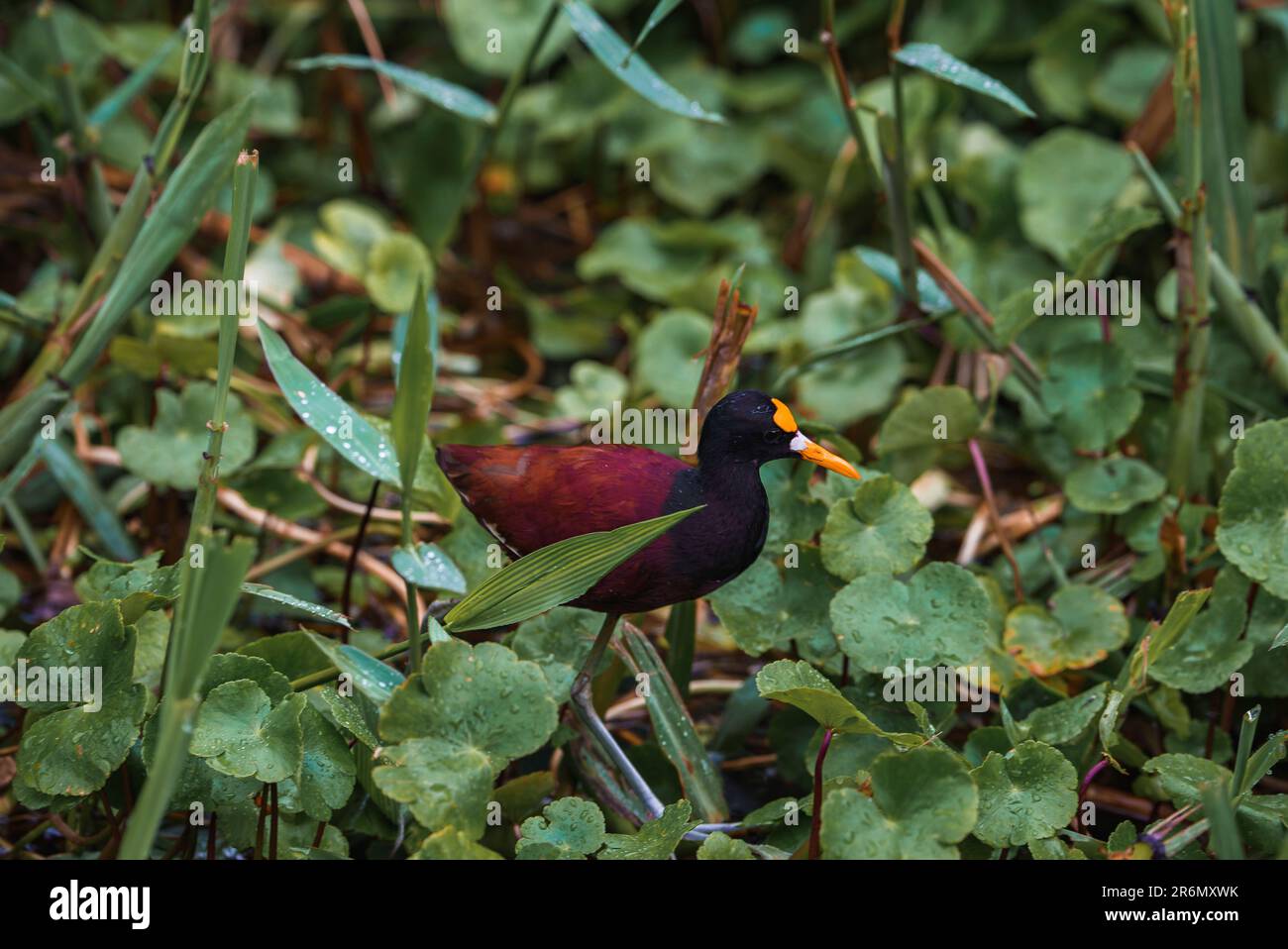 Uccello jacana settentrionale tra le piante del Parco Nazionale di Tortuguero Foto Stock