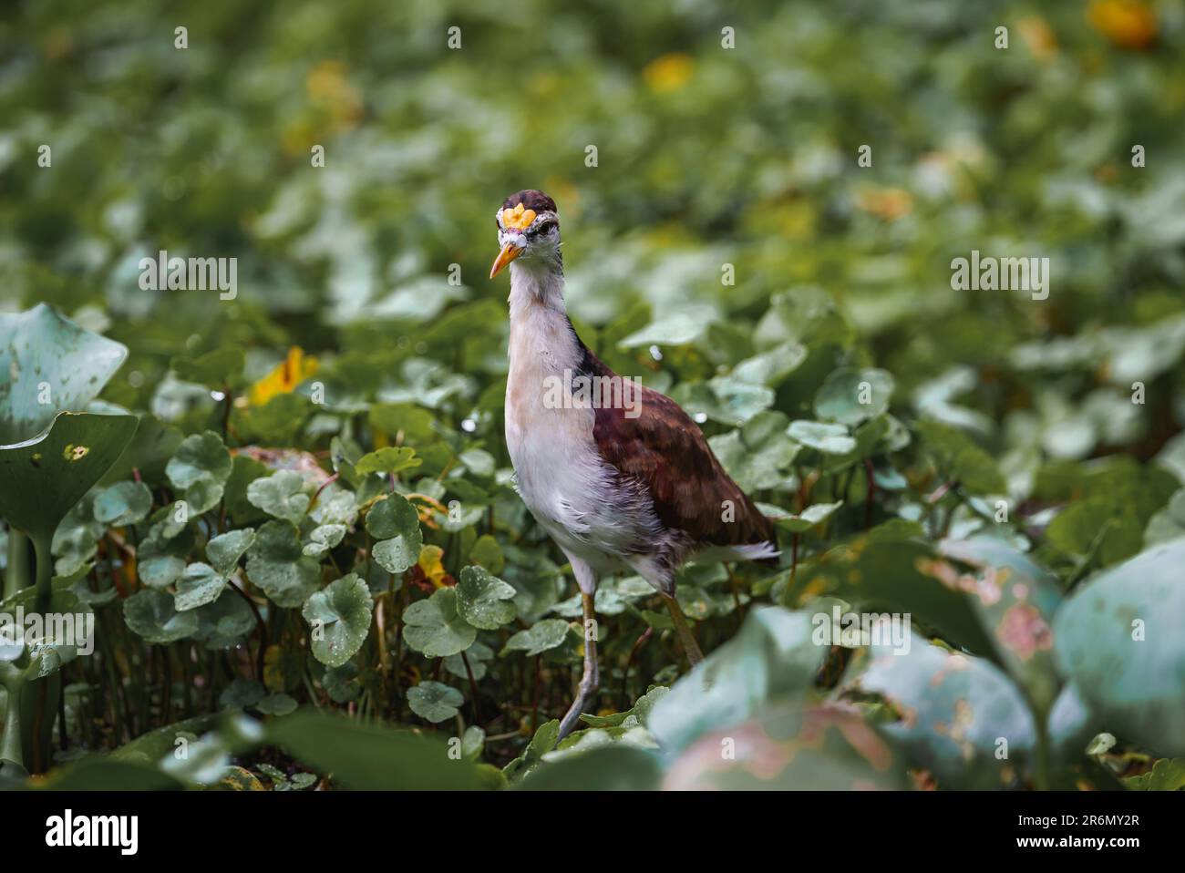 Uccello jacana wattled tra le piante al Parco Nazionale di Tortuguero Foto Stock