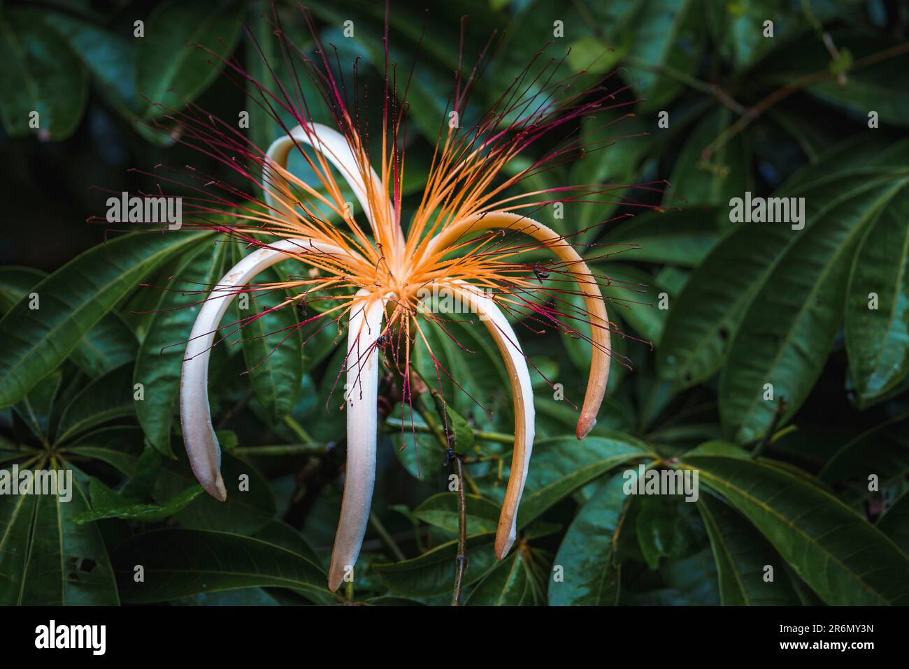 Fiore di Pachira aquatica un albero tropicale paludoso nel Parco Nazionale di Tortuguero Foto Stock