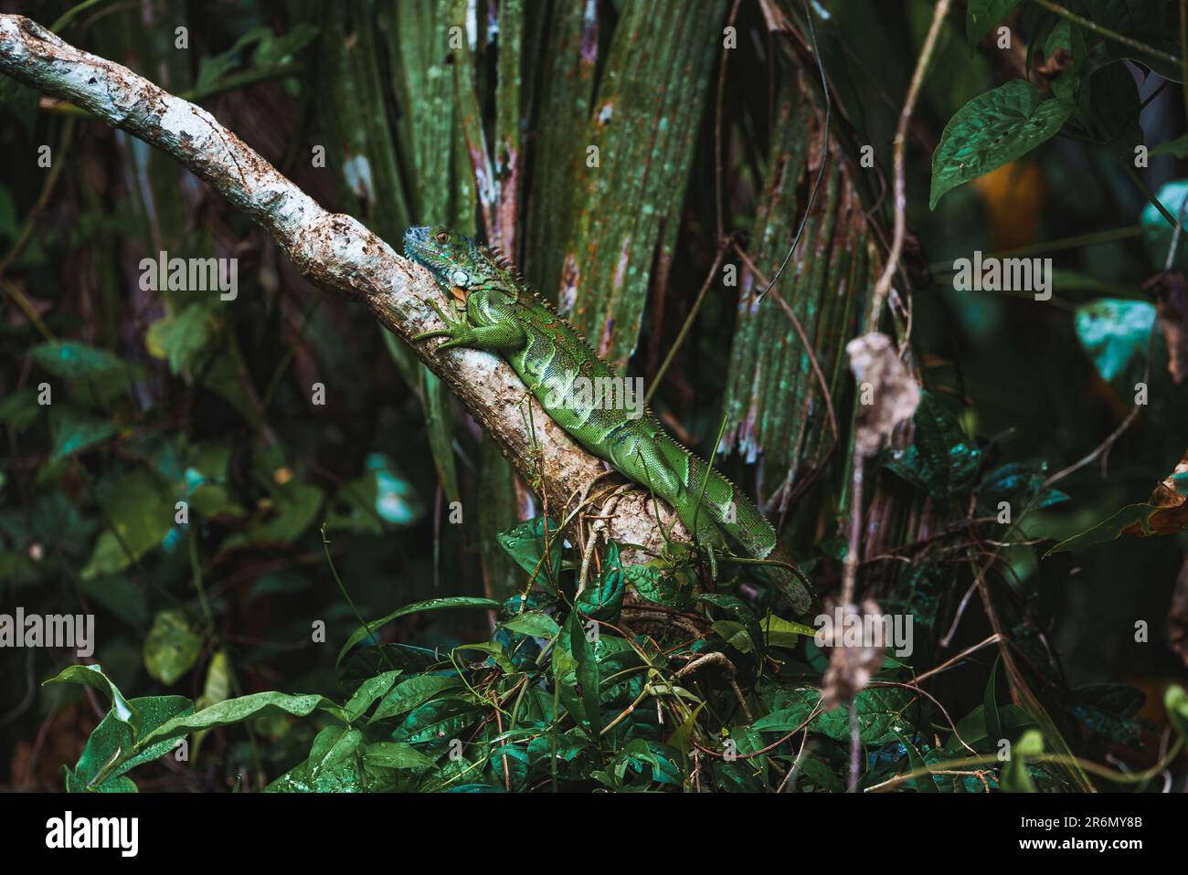 Iguana verde su diramazione a foresta nel Parco Nazionale di Tortuguero Foto Stock