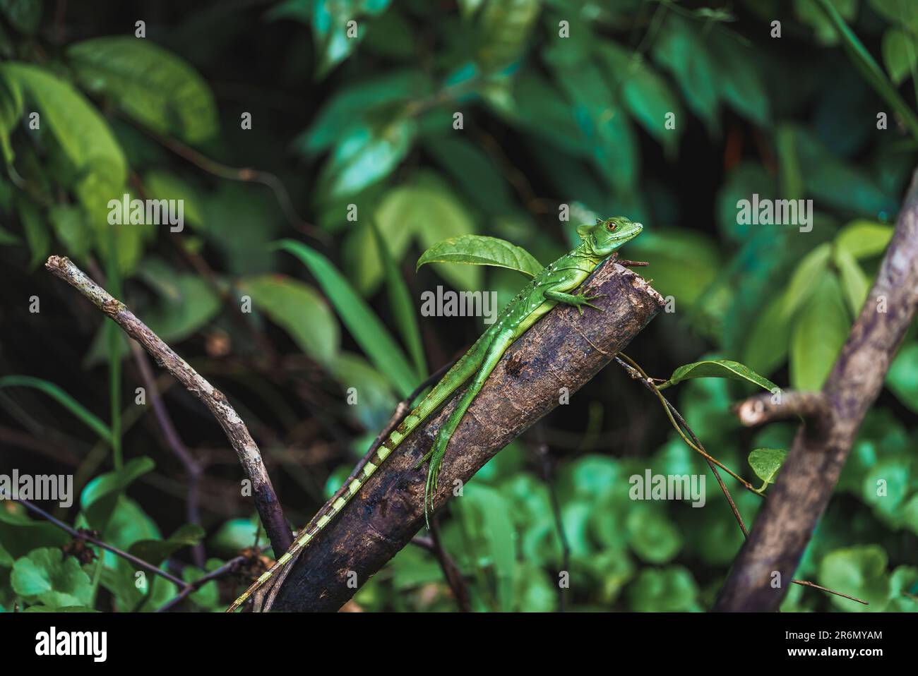 Lucertola basilisk verde femmina su ramo al Parco Nazionale di Tortuguero Foto Stock
