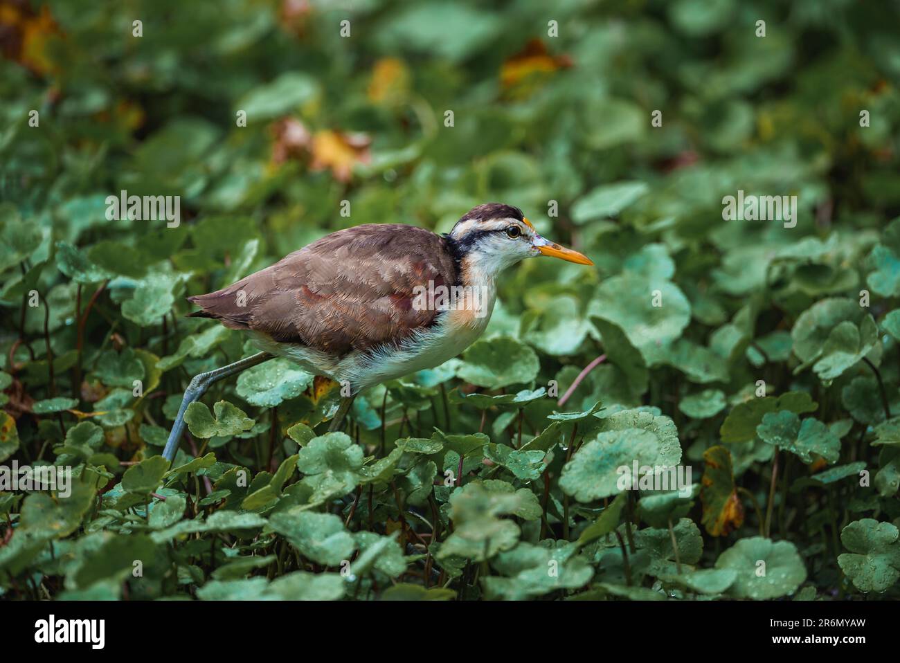 Uccello jacana wattled tra le piante al Parco Nazionale di Tortuguero Foto Stock