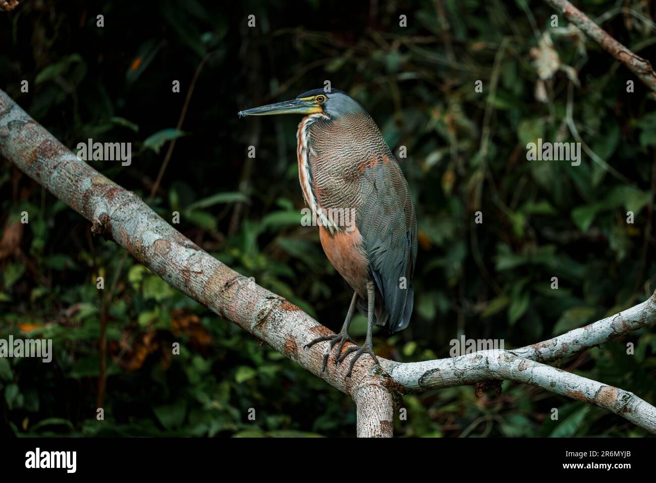 Agami uccello airone che si aggirano sul ramo dell'albero al Parco Nazionale di Tortuguero Foto Stock