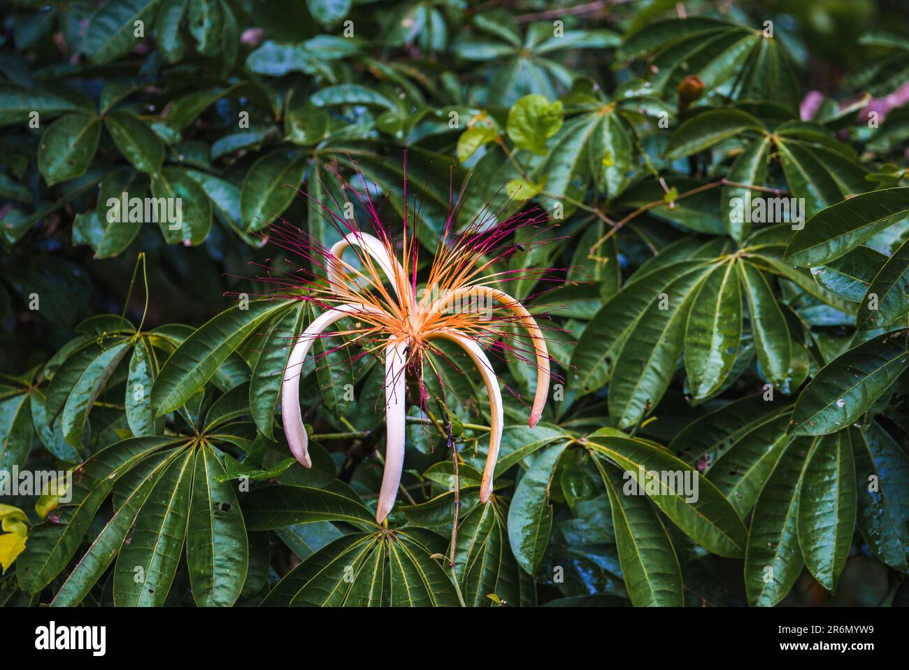 Bel fiore di Pachira aquatica un albero tropicale paludoso nel Parco Nazionale di Tortuguero Foto Stock