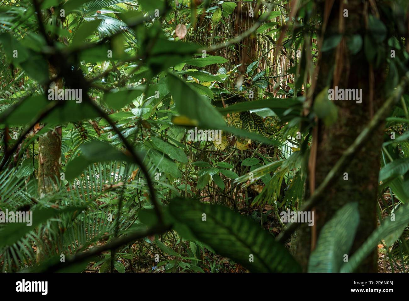 Giungla densa al parco nazionale di Tortuguero in Costa Rica Foto Stock