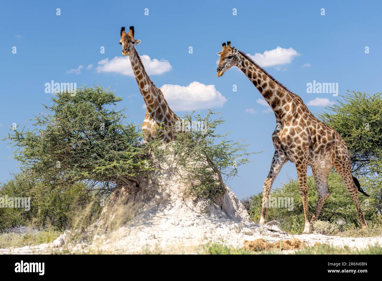 Giraffa a Onkolo Hide, Onguma Game Reserve, Namibia, Africa Foto Stock