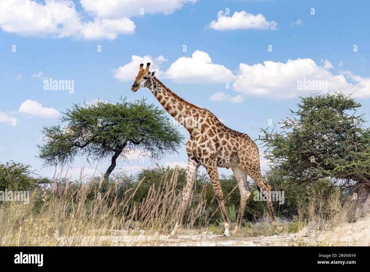 Giraffa a Onkolo Hide, Onguma Game Reserve, Namibia, Africa Foto Stock