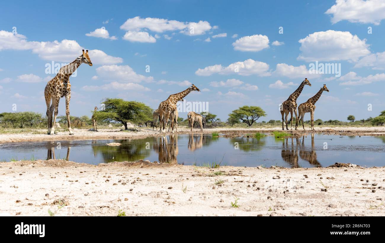 Gruppo di giraffe alla buca d'acqua al pellame di Onkolo, riserva di gioco di Onguma, Namibia, Africa Foto Stock