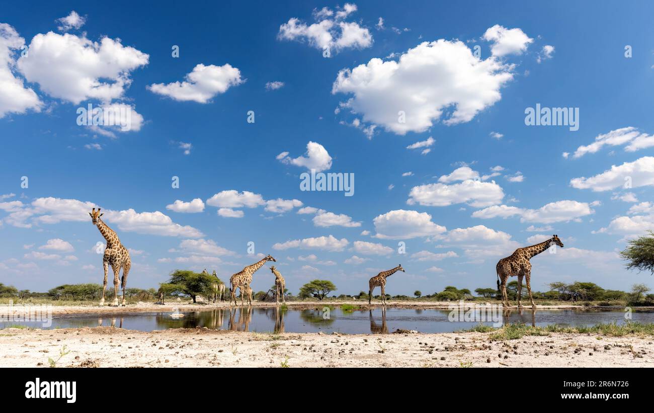 Gruppo di giraffe alla buca d'acqua al pellame di Onkolo, riserva di gioco di Onguma, Namibia, Africa Foto Stock