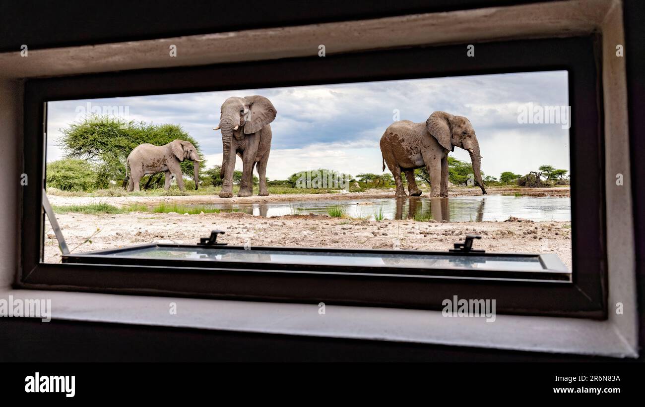 Elefante africano (Loxodonta africana) visto attraverso la finestra di Onkolo Nascondi - Onguma Game Reserve, Namibia, Africa Foto Stock
