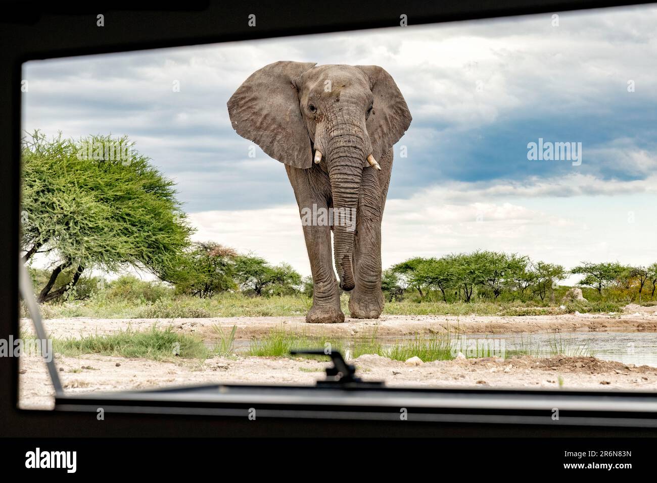 Elefante africano (Loxodonta africana) visto attraverso la finestra di Onkolo Nascondi - Onguma Game Reserve, Namibia, Africa Foto Stock