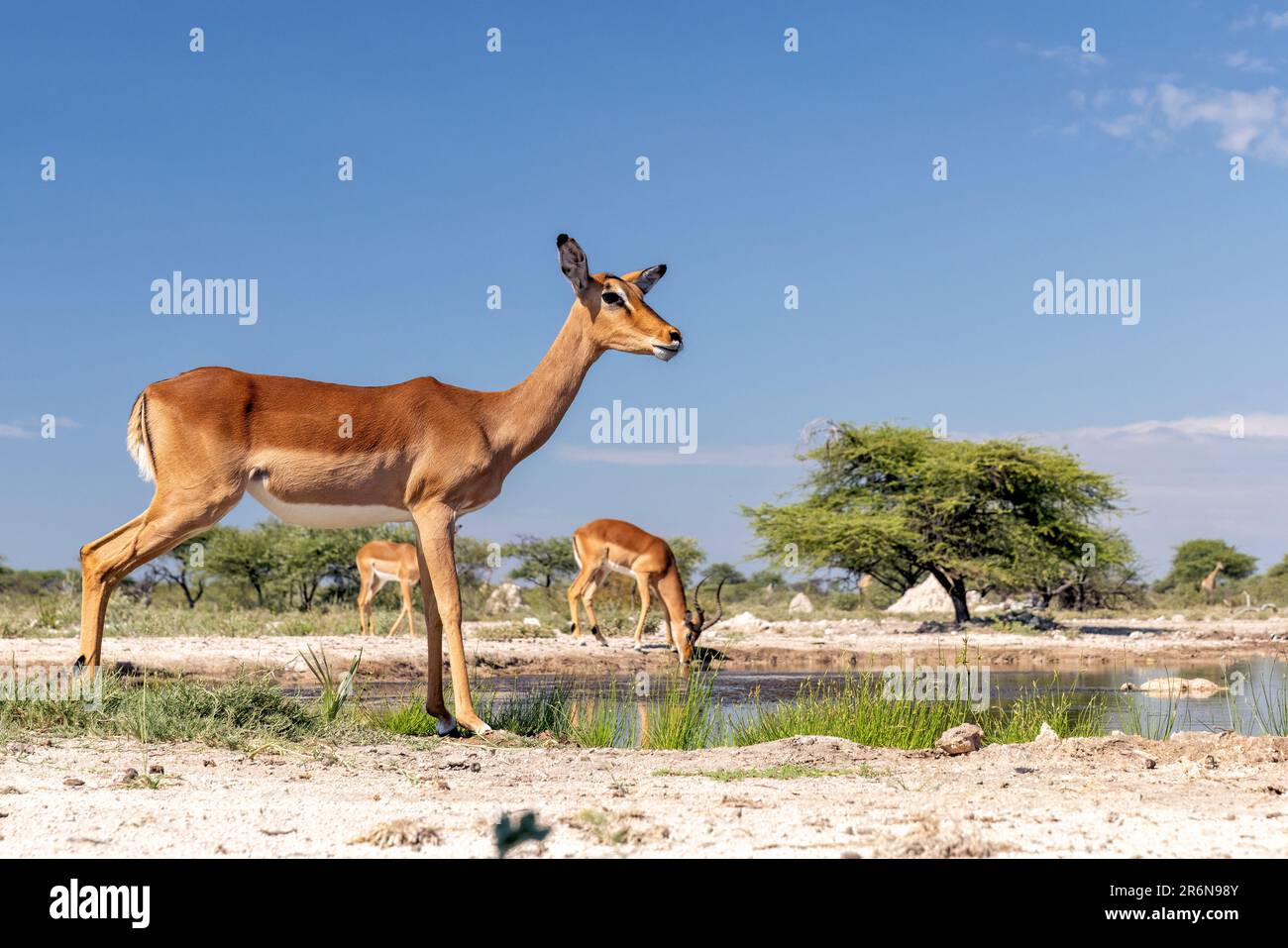 Impala (Aepyceros melampus) bere alla buca d'acqua presso Onkolo Hide, Onguma Game Reserve, Namibia, Africa Foto Stock