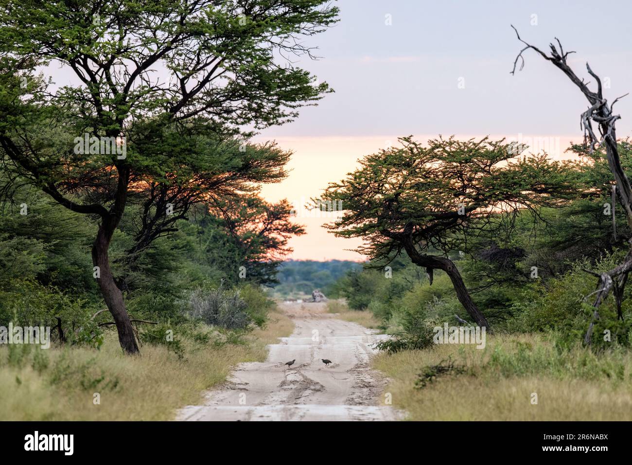 Strada sterrata nella riserva naturale di Onguma, Namibia, Africa Foto Stock