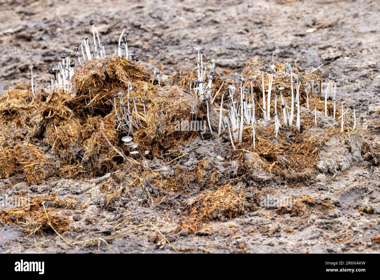 Funghi che crescono da sterco elefante - Onguma Game Reserve, Namibia, Africa Foto Stock