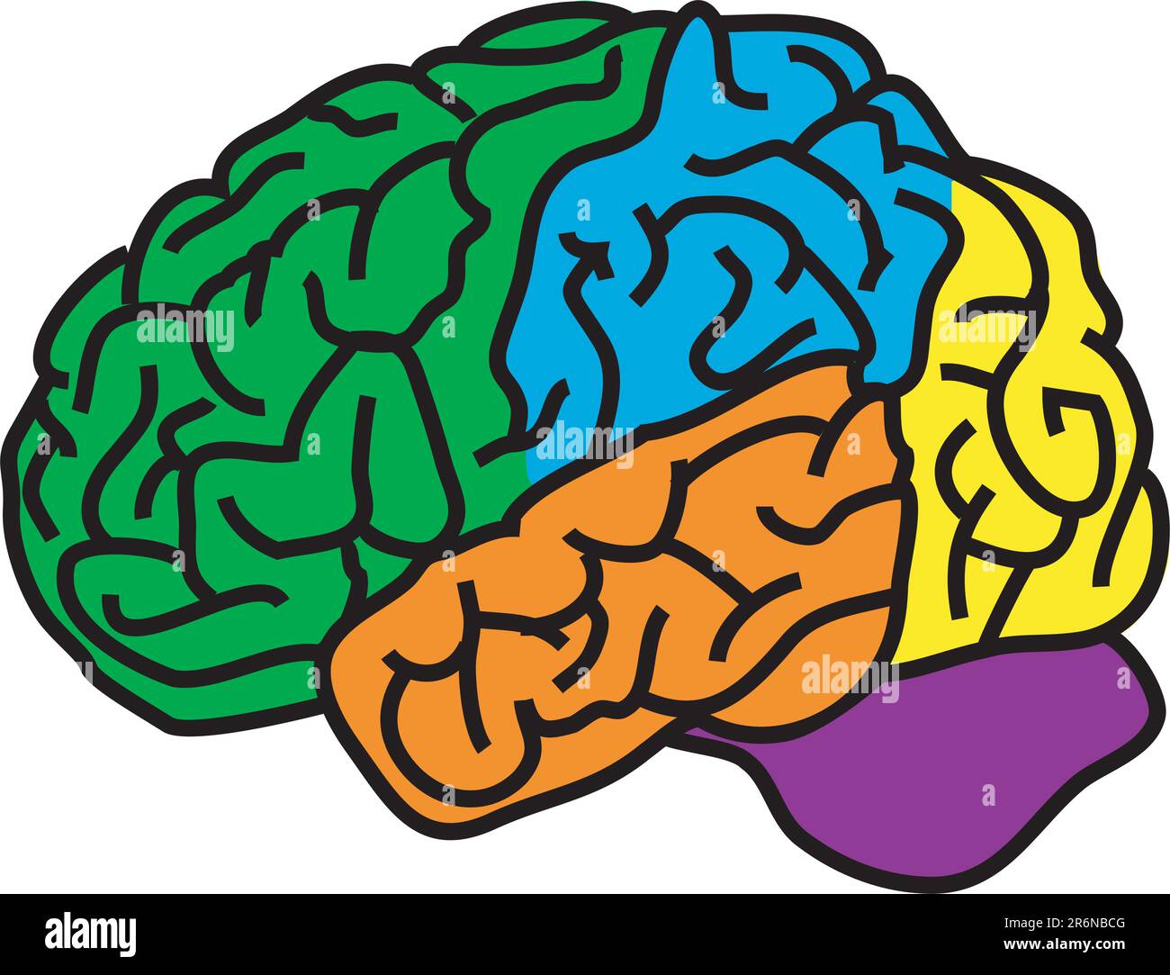 illustrazione vettoriale per un cervello anatomico in colori separati Illustrazione Vettoriale