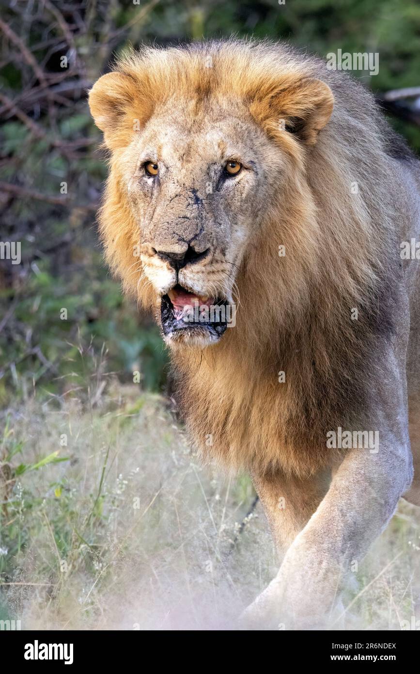 Leone vecchio maschio (Panthera leo) - Onguma Game Reserve, Namibia, Africa Foto Stock