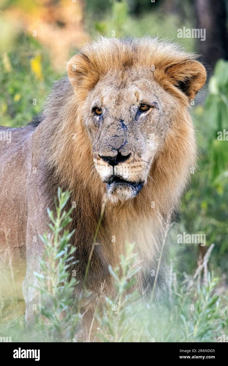 Leone vecchio maschio (Panthera leo) - Onguma Game Reserve, Namibia, Africa Foto Stock