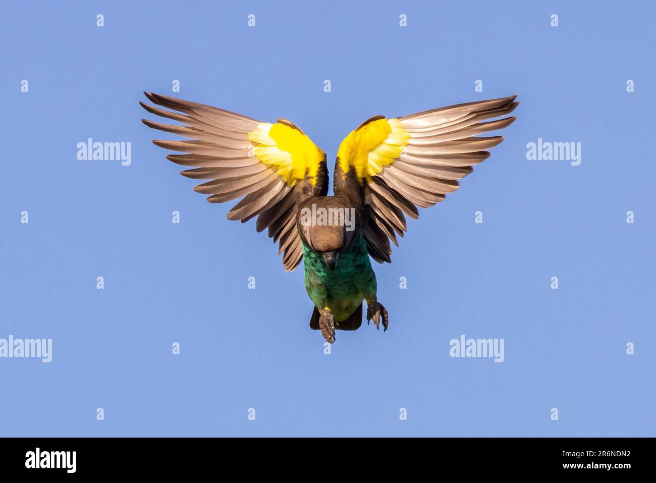 Pappagallo di Meyer (Poicephalus meyeri) o pappagallo marrone in volo - Onguma Game Reserve, Namibia, Africa Foto Stock