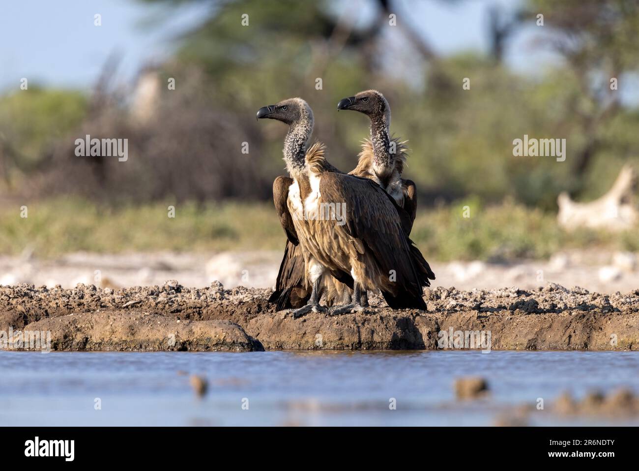 Due avvoltoi a dorso bianco (Gyps africanus) in posa in acqua - Onkolo Hide, Onguma Game Reserve, Namibia, Africa Foto Stock