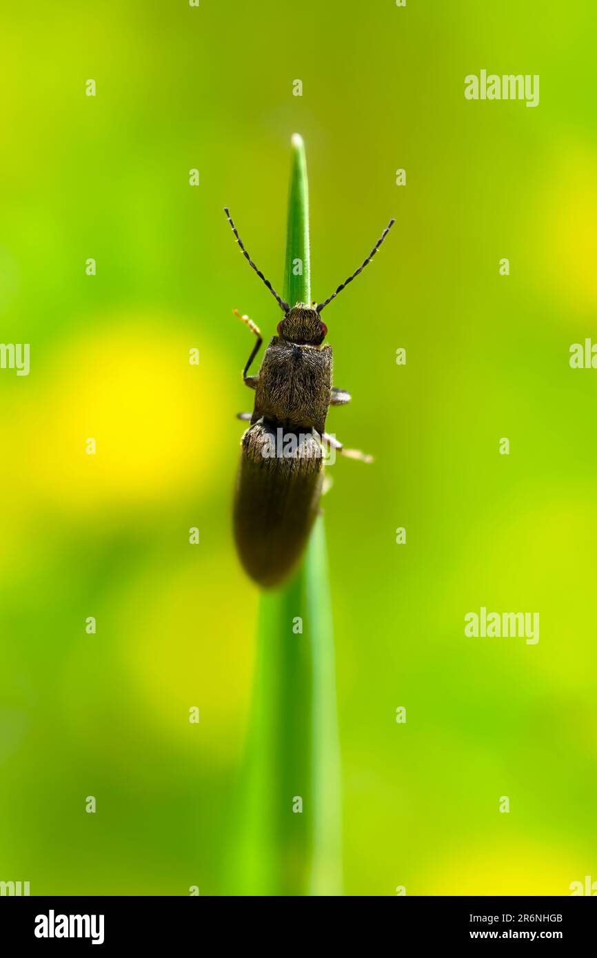 Una macro-fotografia di un click beetel ( Elateridae ) bruno-nero e dorato su un filo d'erba, fondo verde e giallo tenue, spazio negativo, c Foto Stock