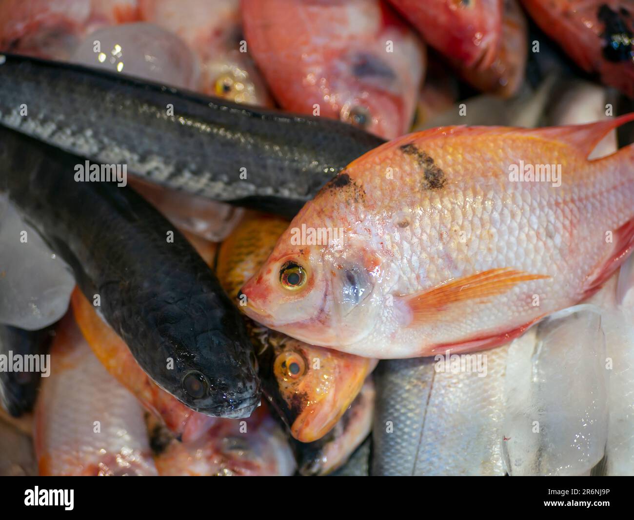 Pesci testa di serpente (Chana striata) e pesci rossi tilapia o mujair (Oreochromis niloticus) nella scatola di ghiaccio Foto Stock