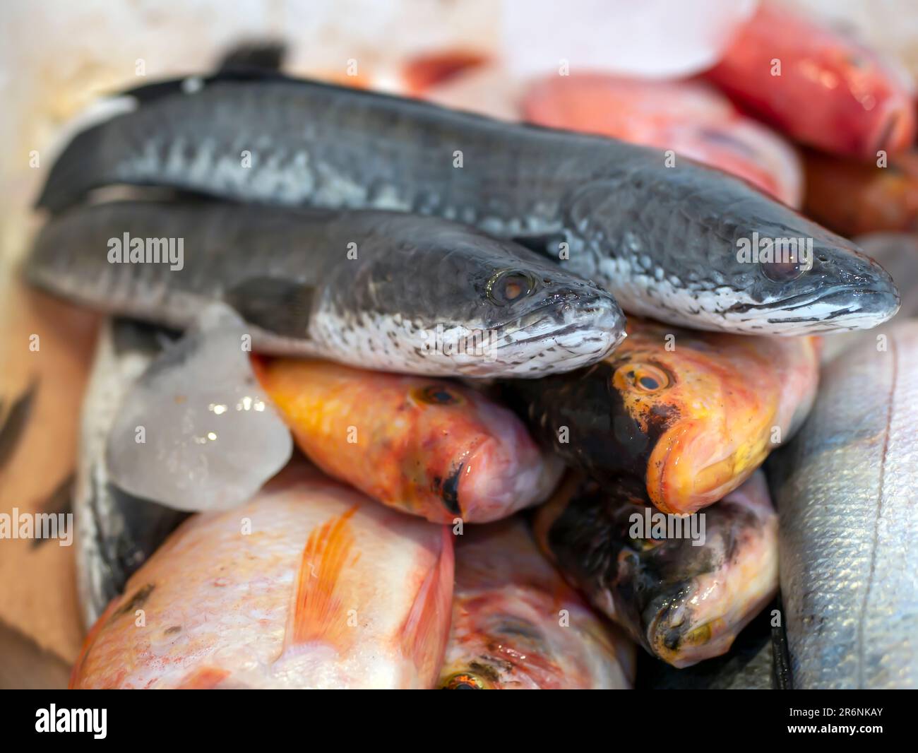 Pesci testa di serpente (Chana striata) e pesci rossi tilapia o mujair (Oreochromis niloticus) nella scatola di ghiaccio Foto Stock