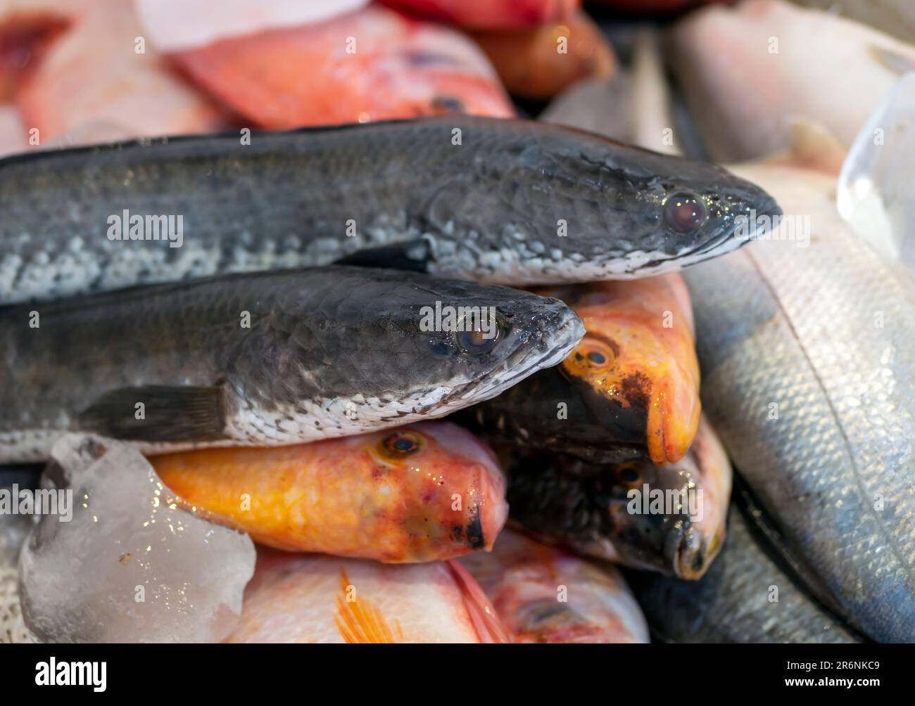 Pesci testa di serpente (Chana striata) e pesci rossi tilapia o mujair (Oreochromis niloticus) nella scatola di ghiaccio Foto Stock