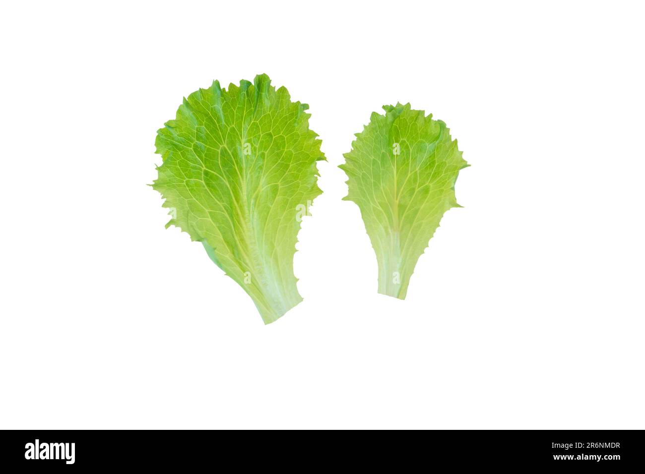 Due foglie di insalata di lattuga isolato su bianco. Lactuca sativa foglia vegetale. Foto Stock