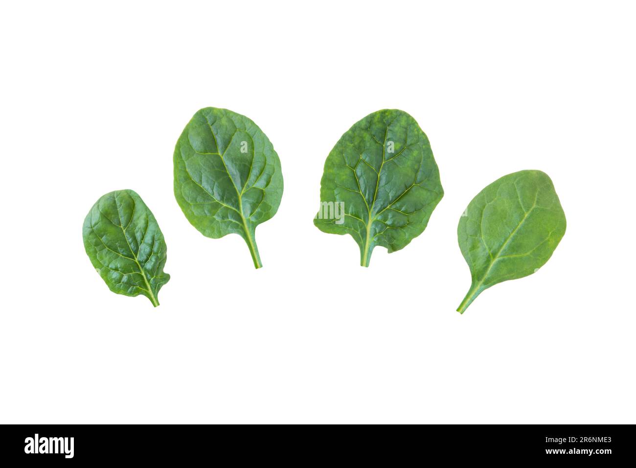 Le foglie di spinaci si isolano su bianco. Spinacia oleracea verde foglia vegetale. Foto Stock