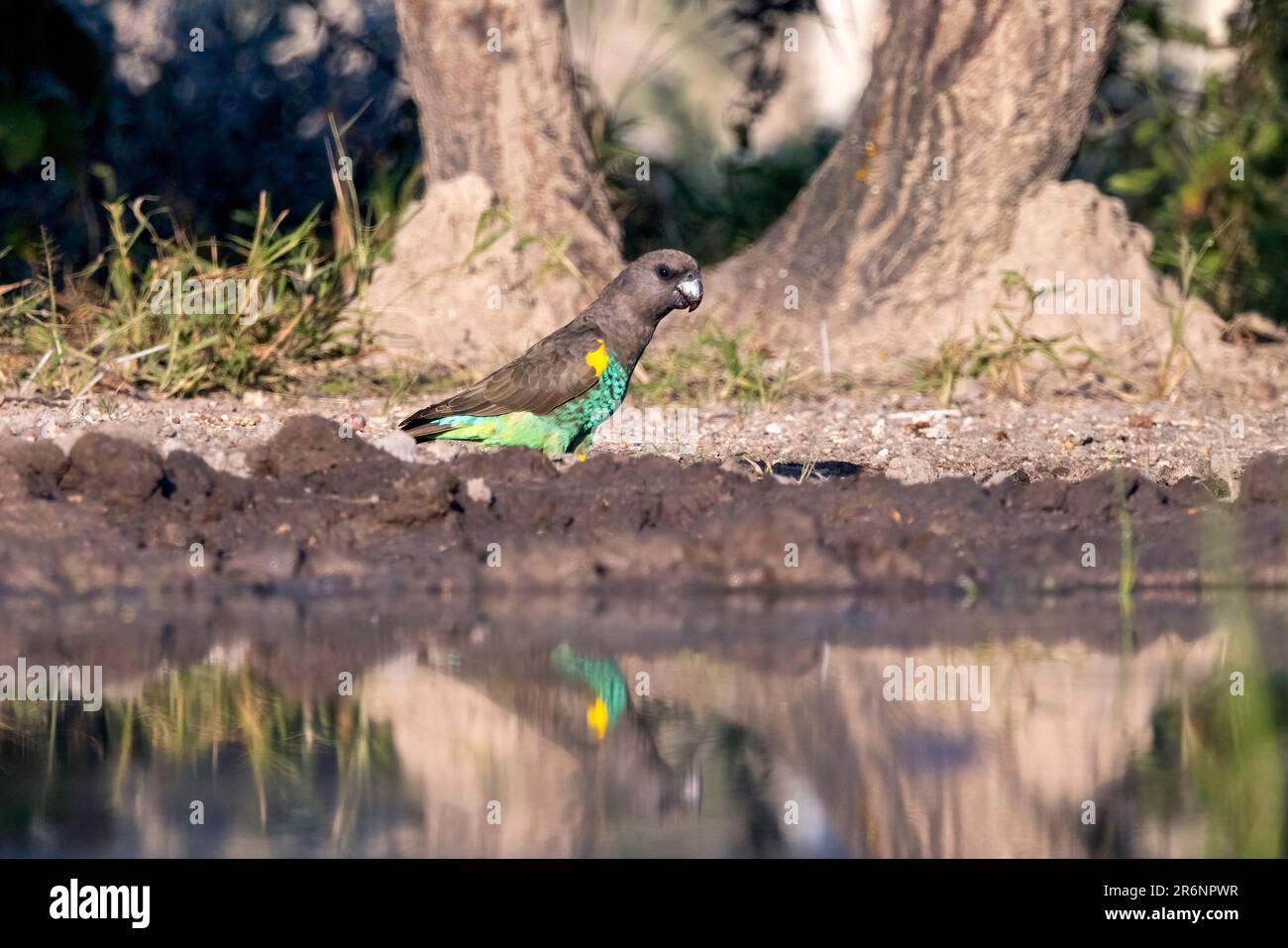 Pappagallo di Meyer (Poicephalus meyeri) o pappagallo marrone alla buca d'acqua - Onkolo Hide, Onguma Game Reserve, Namibia, Africa Foto Stock