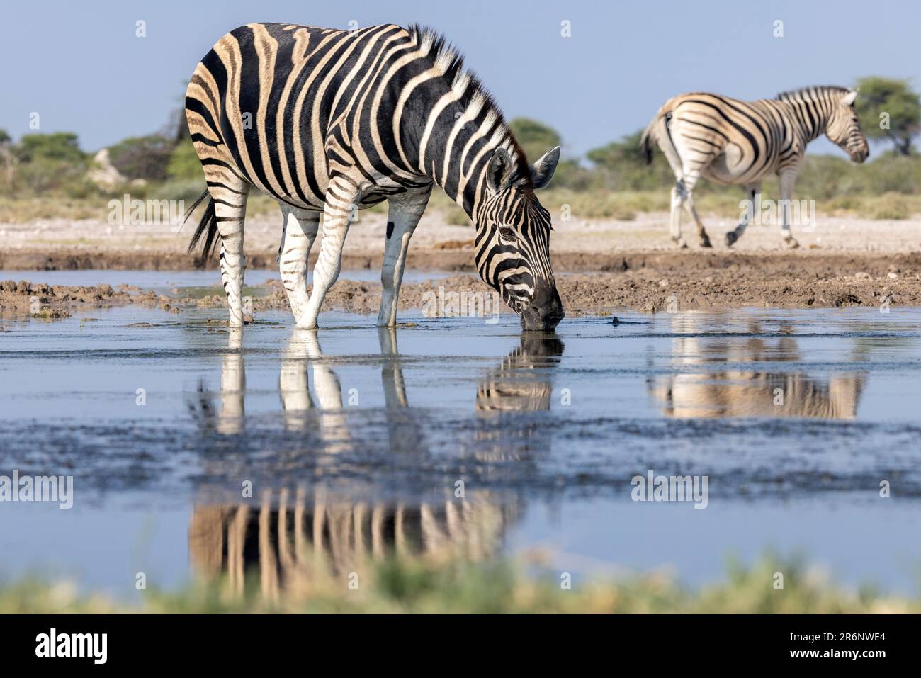 Zebra pianure (Equus quagga, ex Equus burchellii) bere a Onkolo Hide, Onguma Game Reserve, Namibia, Africa Foto Stock