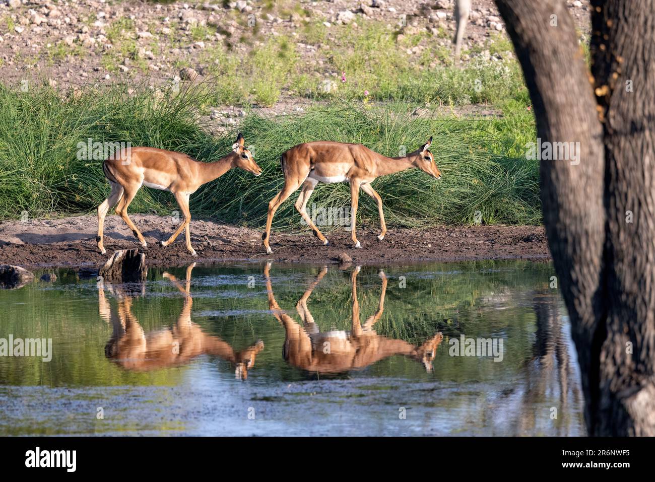 Impala (Aepyceros melampus) presso la buca d'acqua di Tented Camp, Onguma Game Reserve, Namibia, Africa Foto Stock