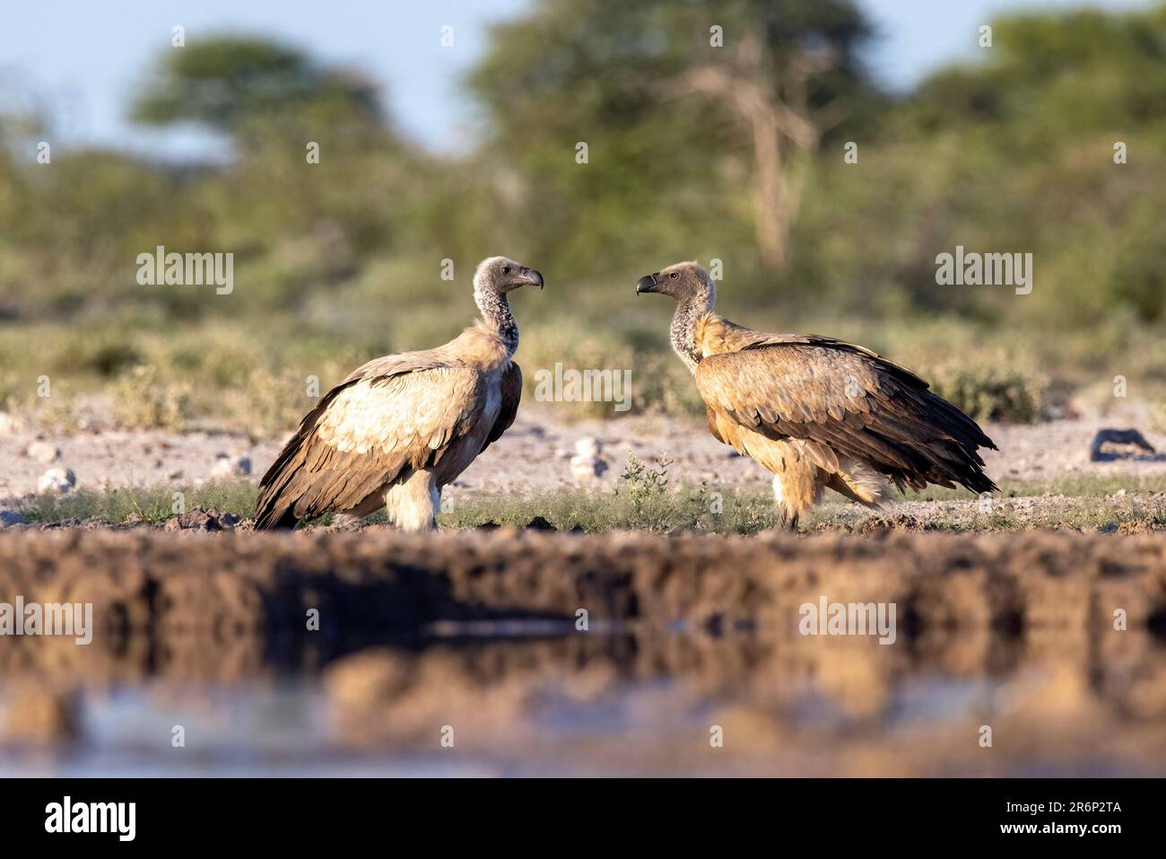 Due avvoltoi a dorso bianco (Gyps africanus) in posa in acqua - Onkolo Hide, Onguma Game Reserve, Namibia, Africa Foto Stock