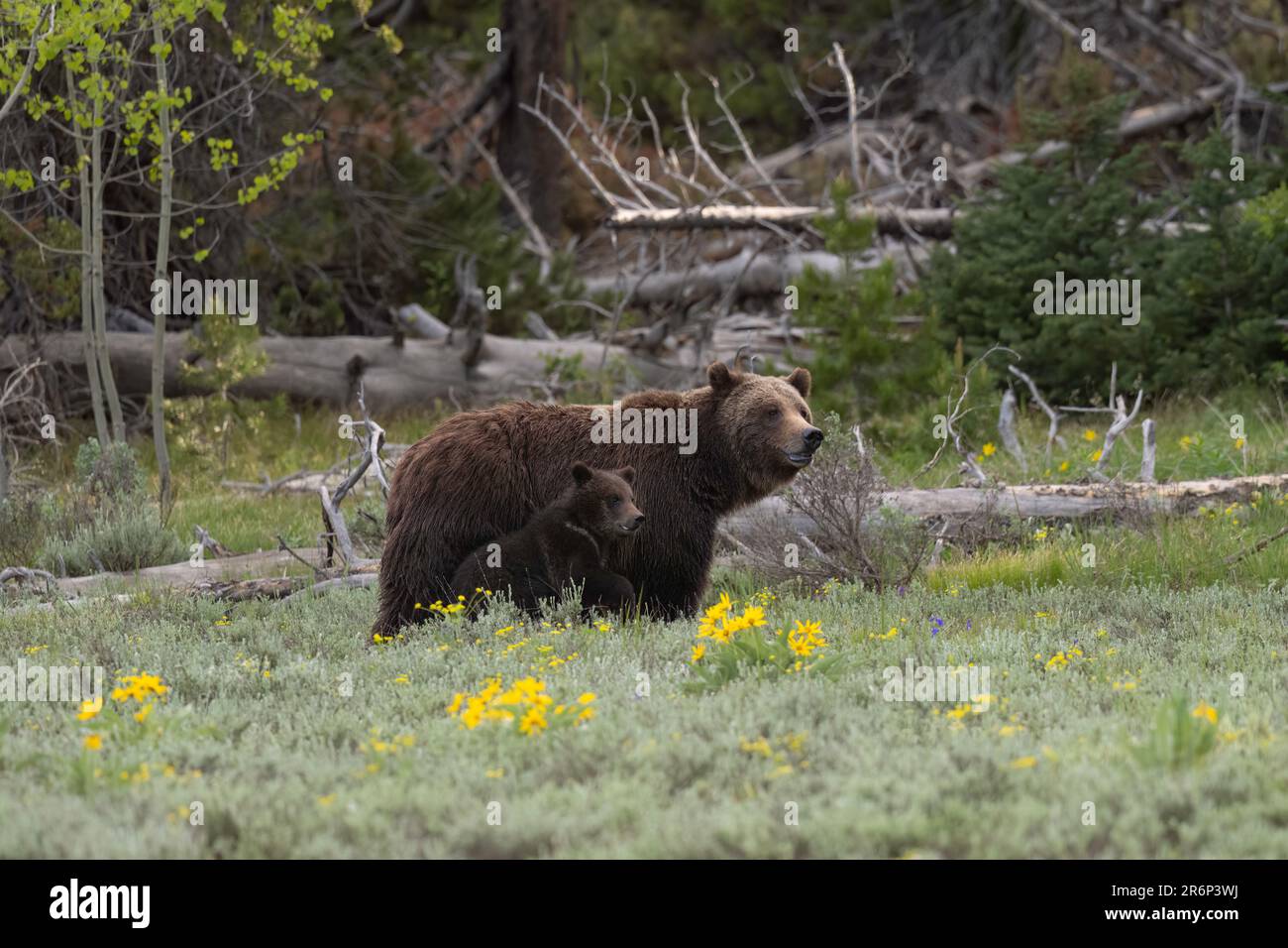 Grizzly orso n. 399 con cucciolo di primavera nel 2023 Foto Stock