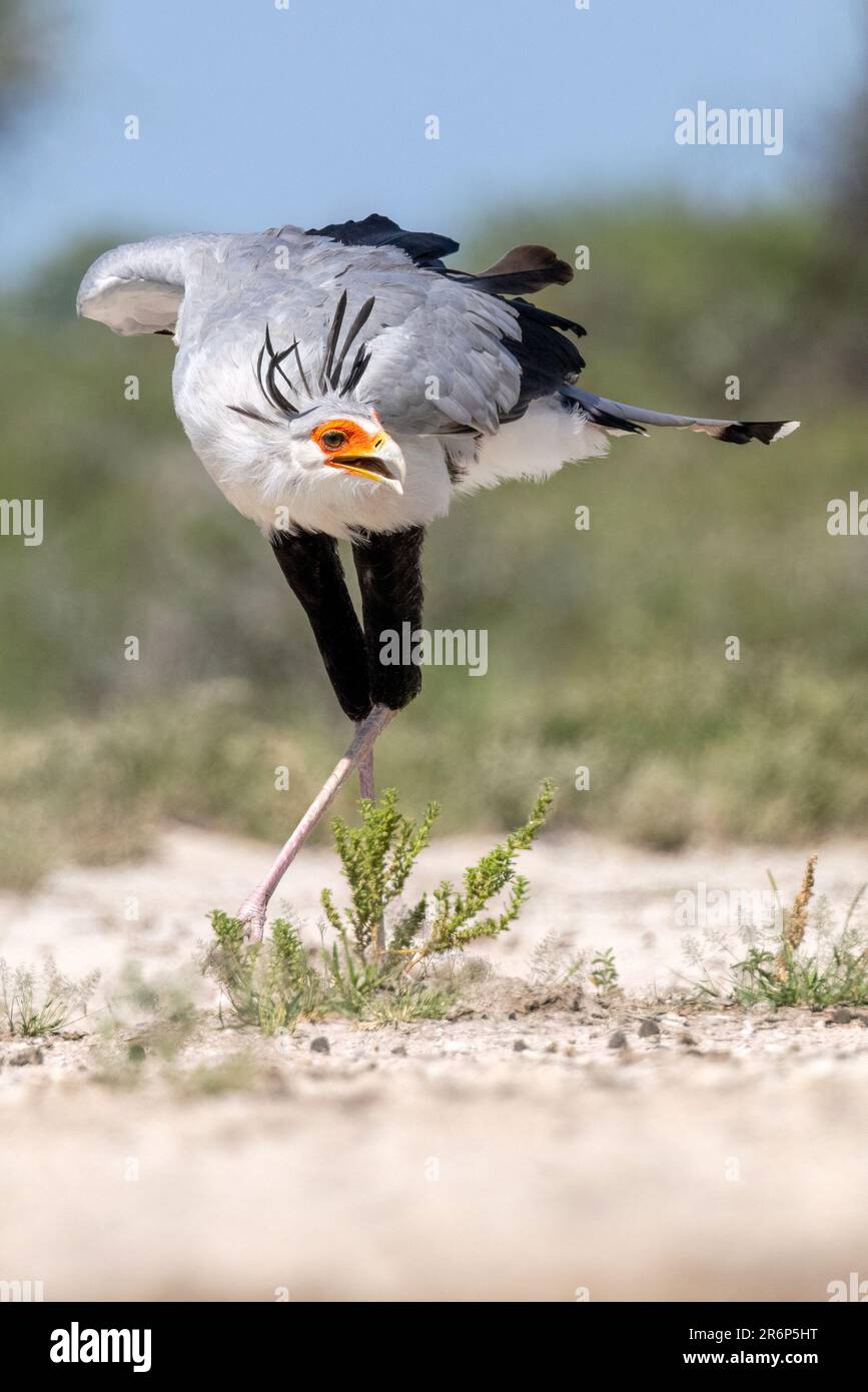 Secretarybird (Sagittario serpentario) che mostra belle piume di cresta - Onkolo Hide, Onguma Game Reserve, Namibia, Africa Foto Stock