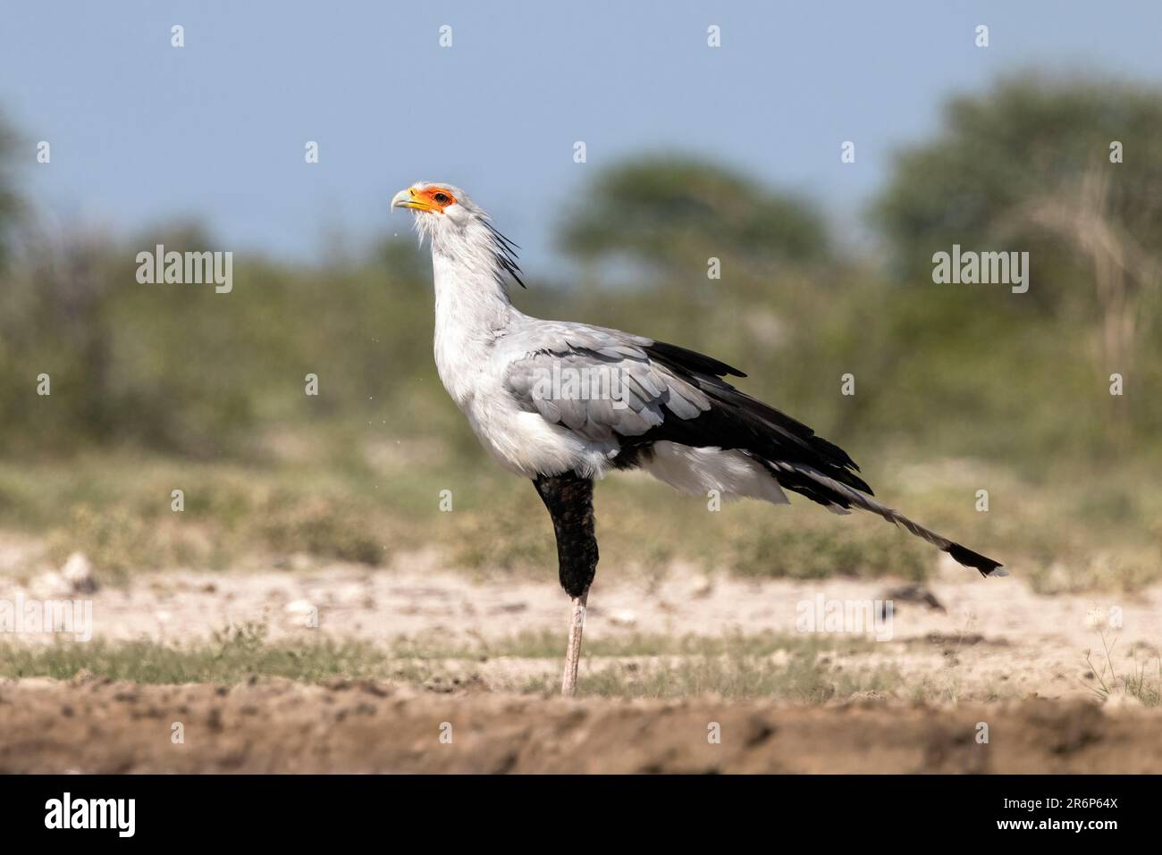 Secretarybird (Sagittario serpentario) - Onkolo Hide, Onguma Game Reserve, Namibia, Africa Foto Stock