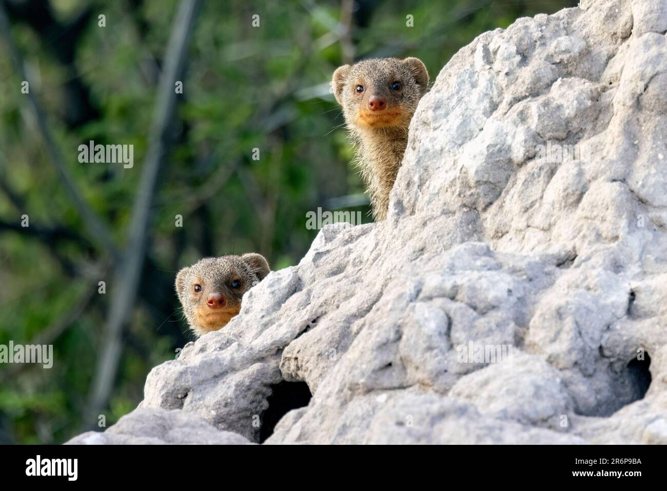 Mongoose banded (Mungos mungo) che sbircia intorno al tumulo di termite - Onguma Game Reserve, Namibia, Africa Foto Stock