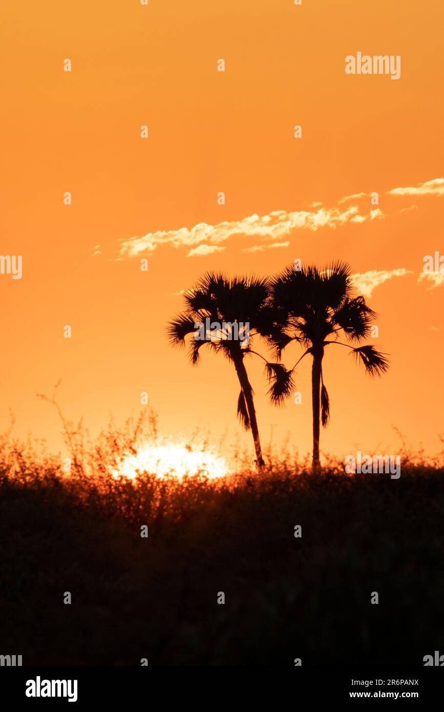 Alba tra le Palme Makalani (Hyphaene petersiana) nella Riserva di Onguma, Namibia, Africa Foto Stock