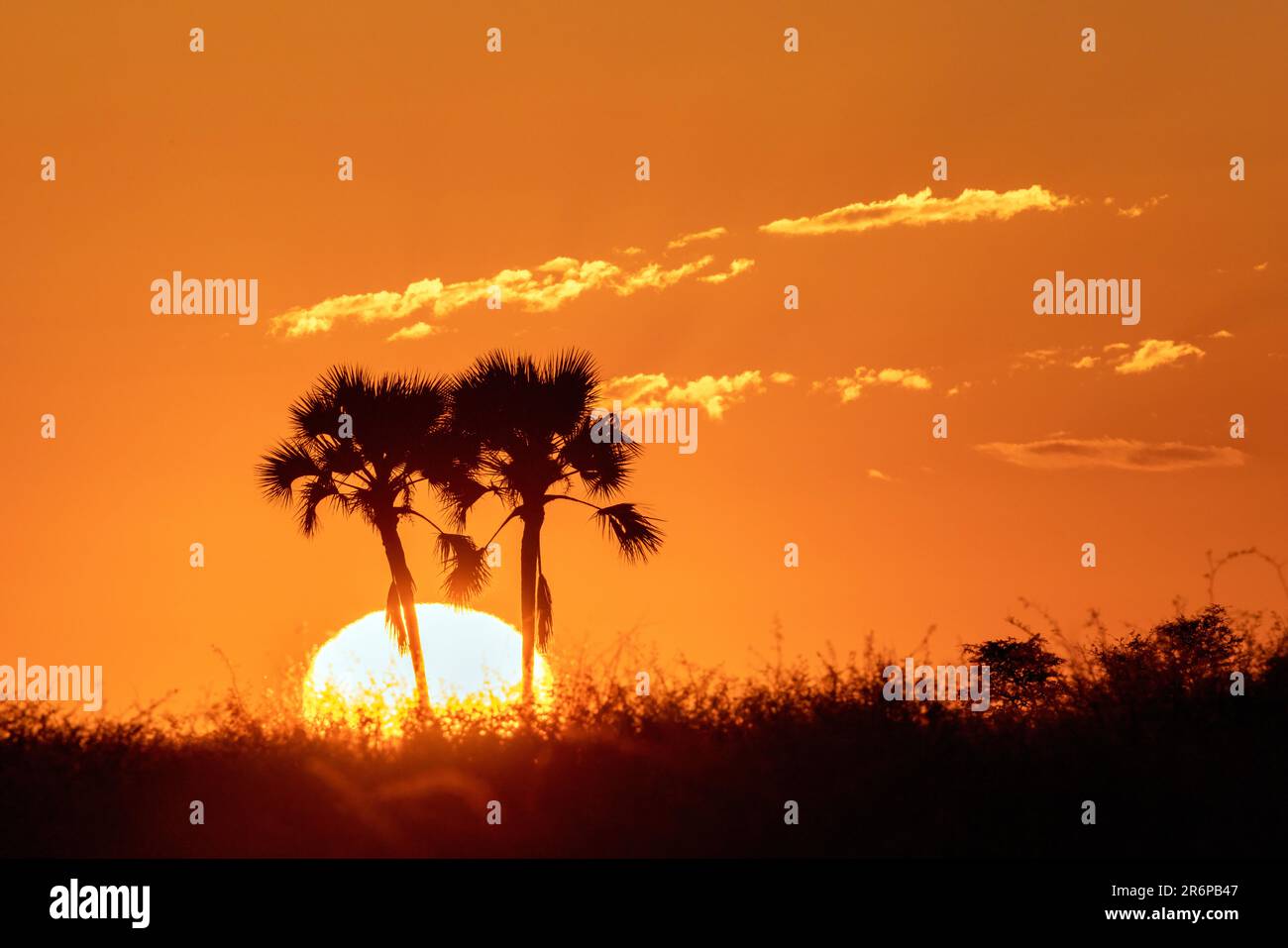 Alba tra le Palme Makalani (Hyphaene petersiana) nella Riserva di Onguma, Namibia, Africa Foto Stock