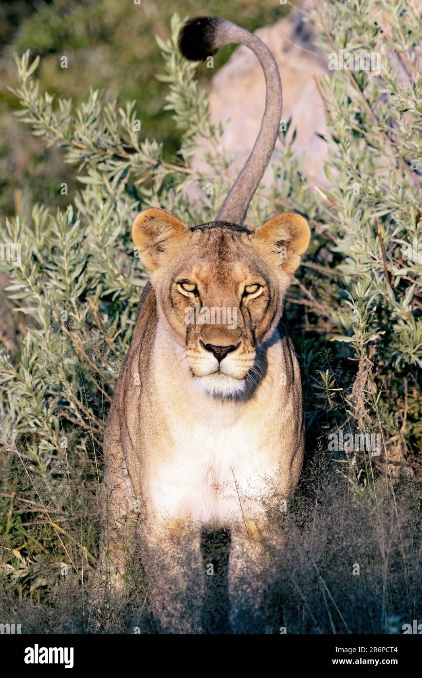 Leone (Panthera leo) - Onguma Game Reserve, Namibia, Africa Foto Stock
