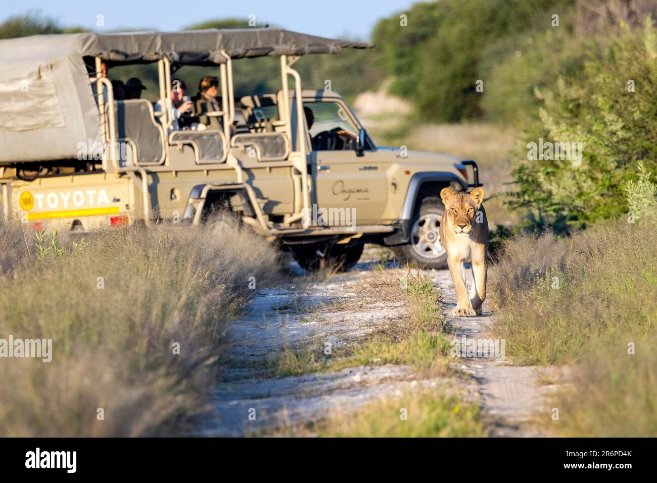 Lioness (Panthera leo) a piedi lungo il sentiero con veicolo safari in background - Onguma Game Reserve, Namibia, Africa Foto Stock