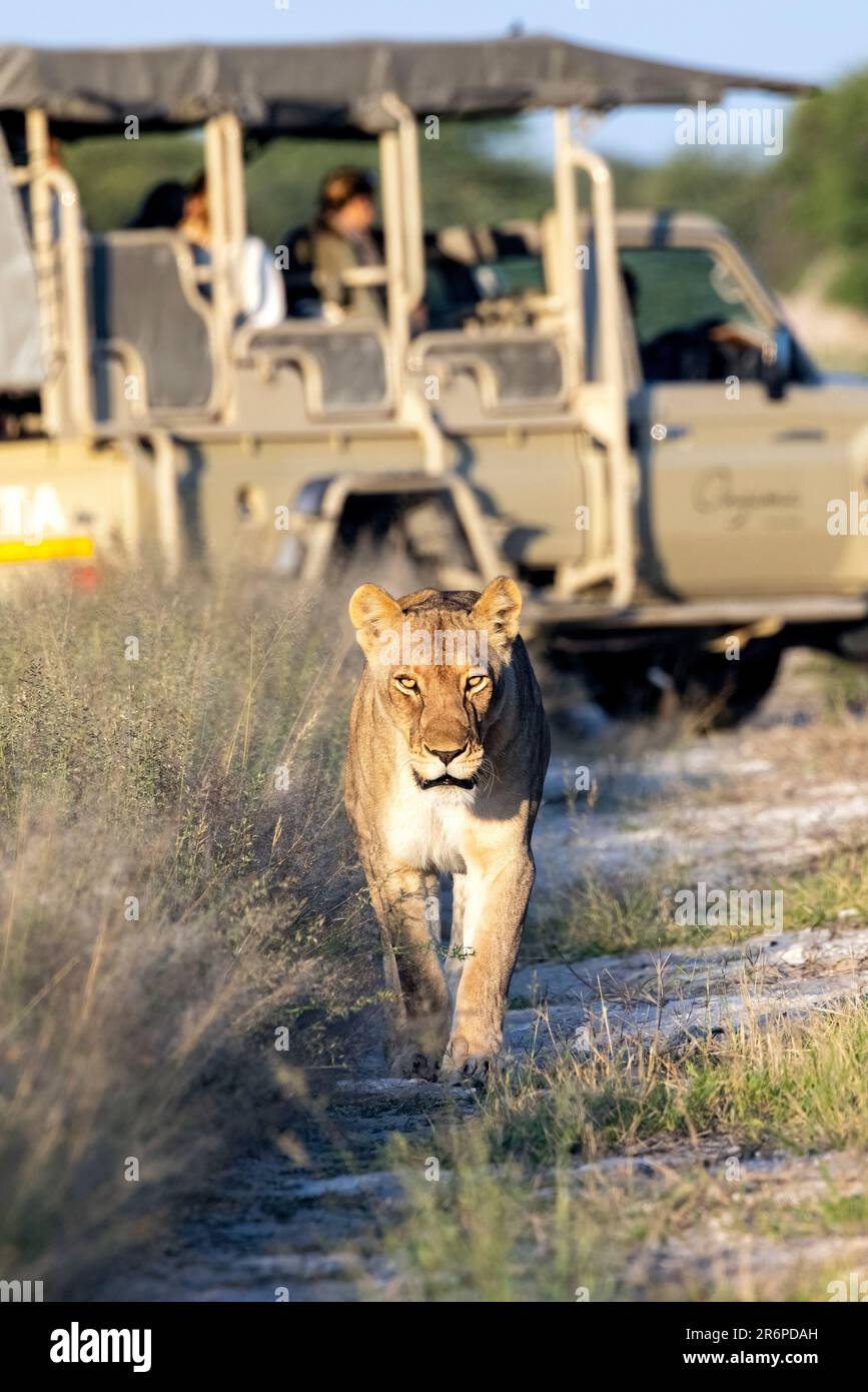 Lioness (Panthera leo) a piedi lungo il sentiero con veicolo safari in background - Onguma Game Reserve, Namibia, Africa Foto Stock