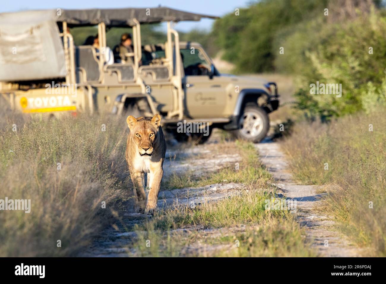 Lioness (Panthera leo) a piedi lungo il sentiero con veicolo safari in background - Onguma Game Reserve, Namibia, Africa Foto Stock